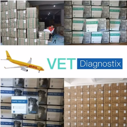 Kit de prueba de Cpv Cdv Kit de prueba rápida de antígeno de virus de parvo de moquillo canino